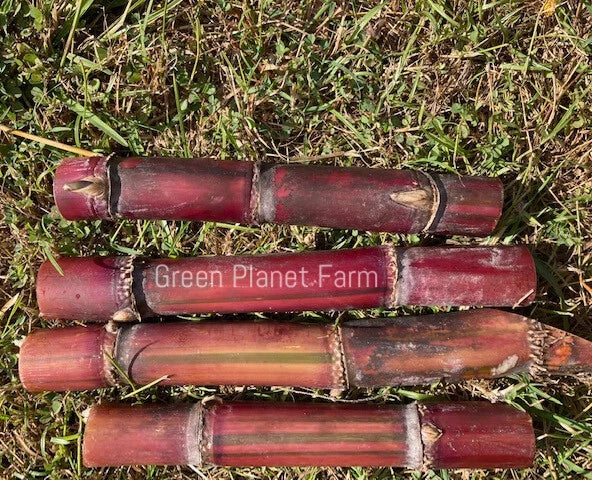 Fresh Organic KavaRangi Sugar Cane Cuttings - Saccharum officinarum, Sweet Variety, Ready for Planting