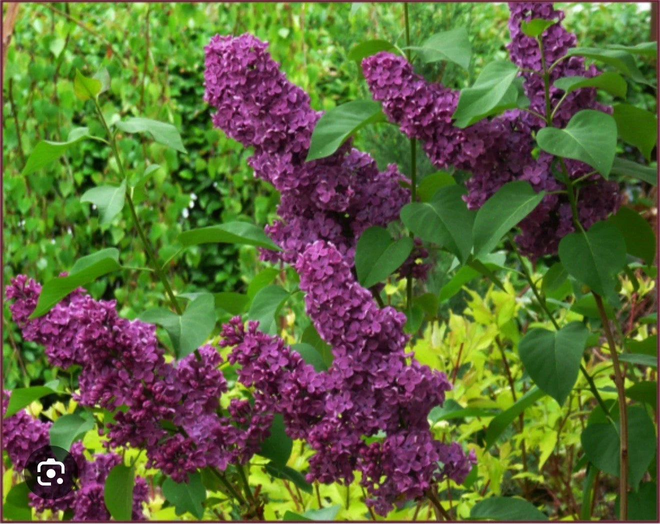 Ludwig Spaeth Lilac Starter Plant, 4-8 Inches, Fragrant Purple Blooms, Syringa vulgaris, Hardy Perennial