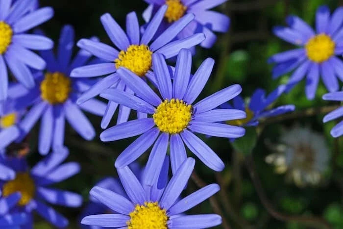 Blue Daisy Seeds Pack – Felicia Amelloides – Non-GMO, Easy to Grow, Full Sun, 200+ Seeds for Garden, Borders & Containers