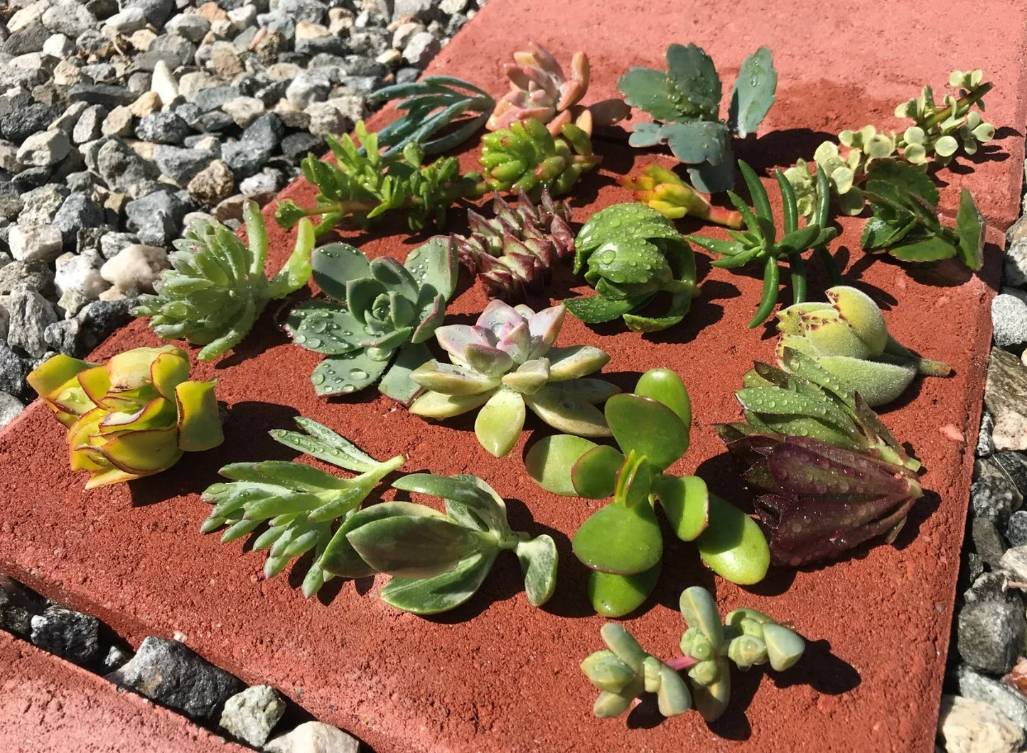 Live Succulent Cactus Cuttings - 15 Assorted Varieties for Propagation & DIY Arrangements