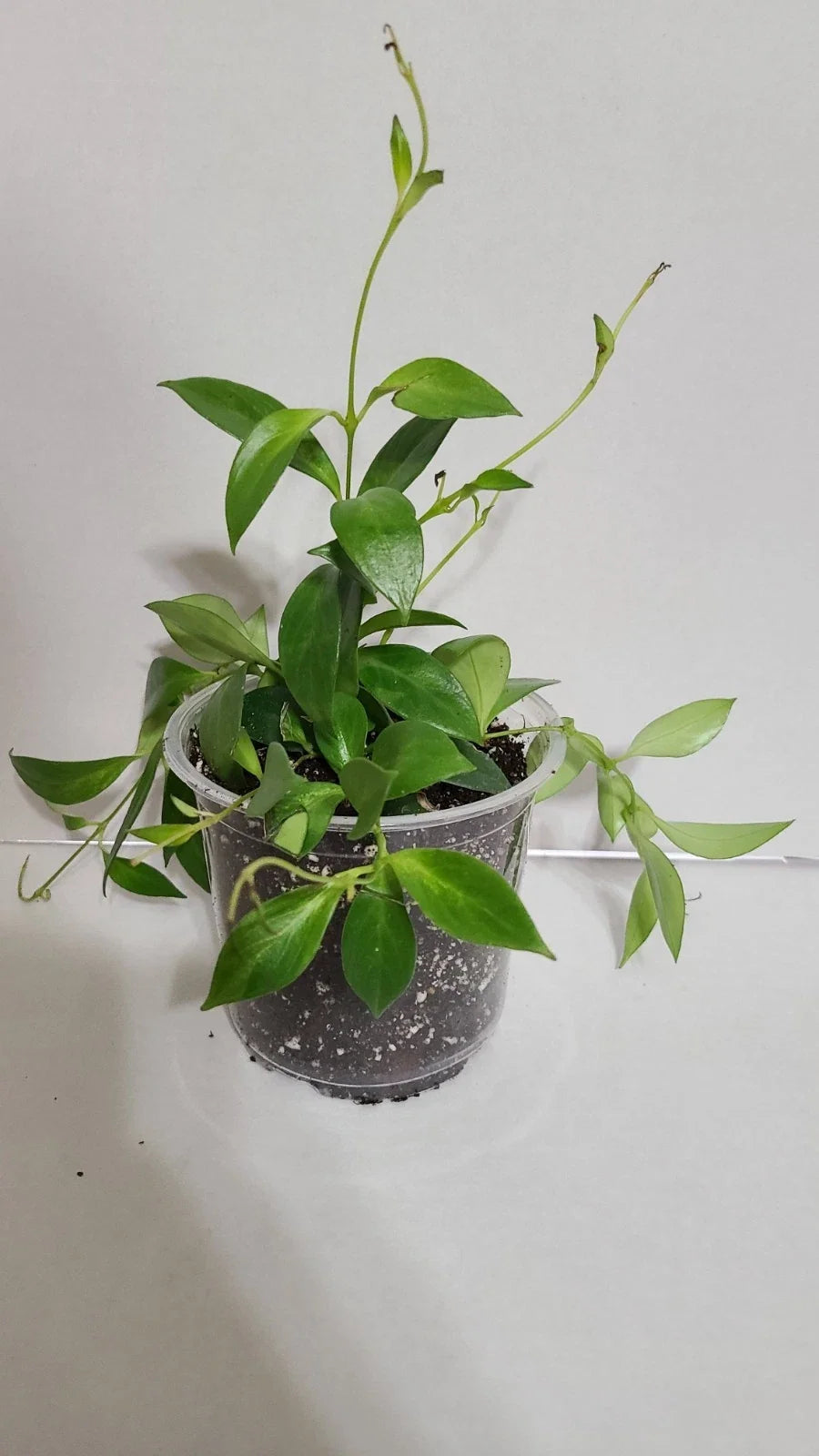 Lipstick Plant in 5-Inch Pot | Aeschynanthus radicans | Indoor Houseplant with Red Tubular Flowers