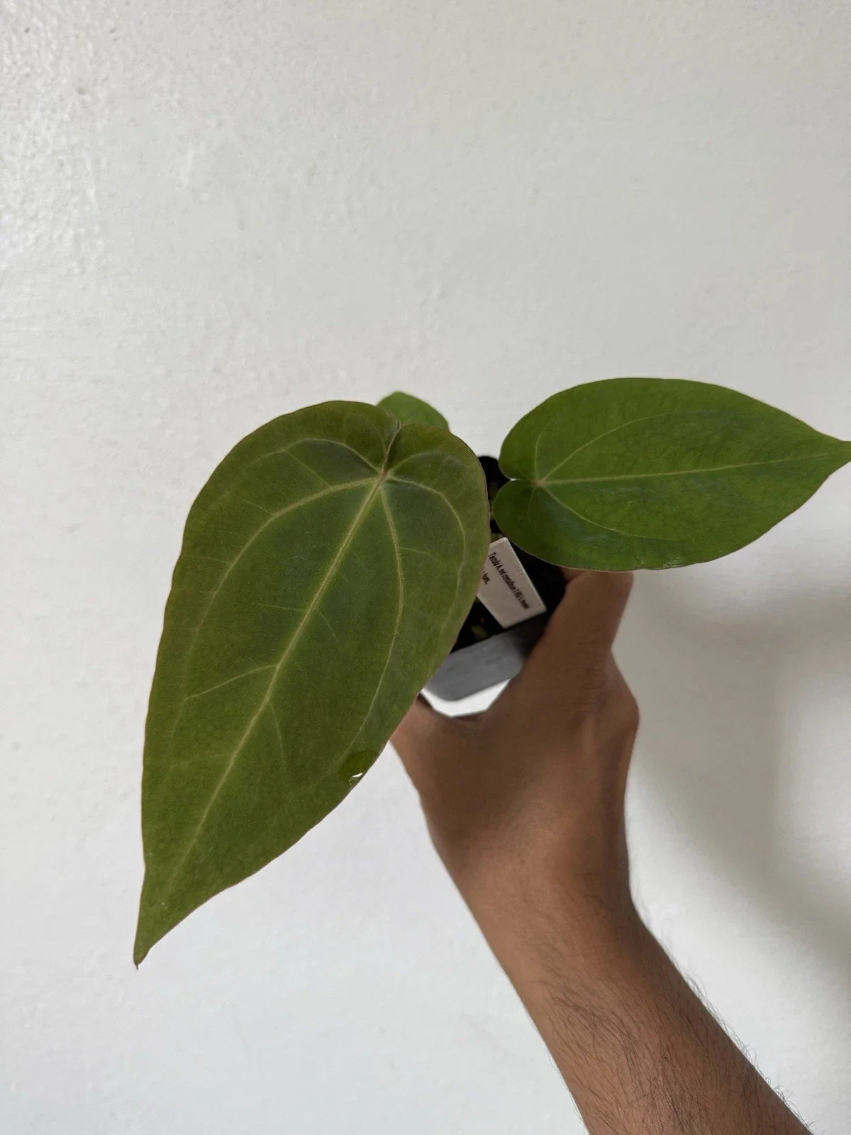 Anthurium Tezula Red Crystallinum X NSE Dressleri Velvet Leaf Potted Plant - Exotic Indoor Houseplant, Unique Hybrid, Vibrant Foliage