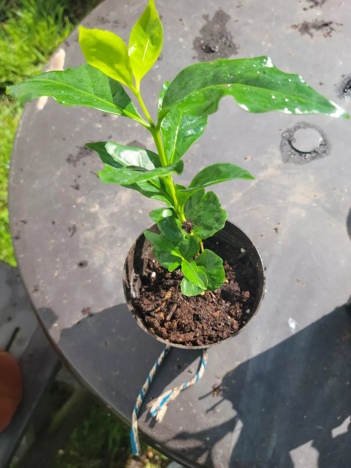 Colombian Coffee Plant 3" - Indoor Outdoor Air Purifying Coffea arabica