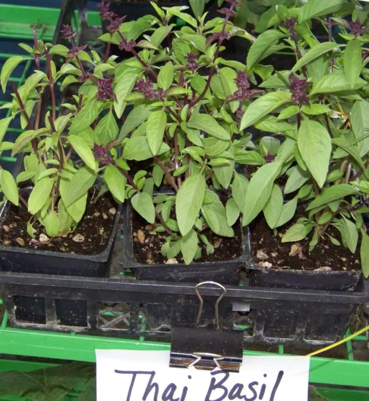 Thai Basil Seeds - 110 Packets, Spicy Flavor, Ocimum basilicum var. thyrsiflora, Culinary Herb for Indoor Outdoor Gardening