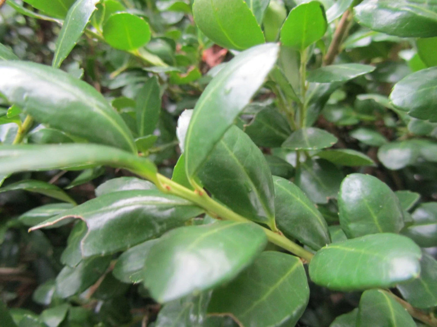 Japanese Boxwood Cuttings - 12+ Evergreen Buxus microphylla var. japonica for Hedges & Landscaping