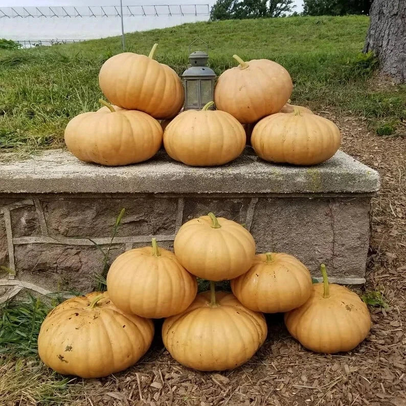 Long Island Cheese Pumpkin Seeds - Organic Heirloom Cucurbita pepo, 10 Pack, USA Grown, Baking & Cooking Pumpkin Seeds
