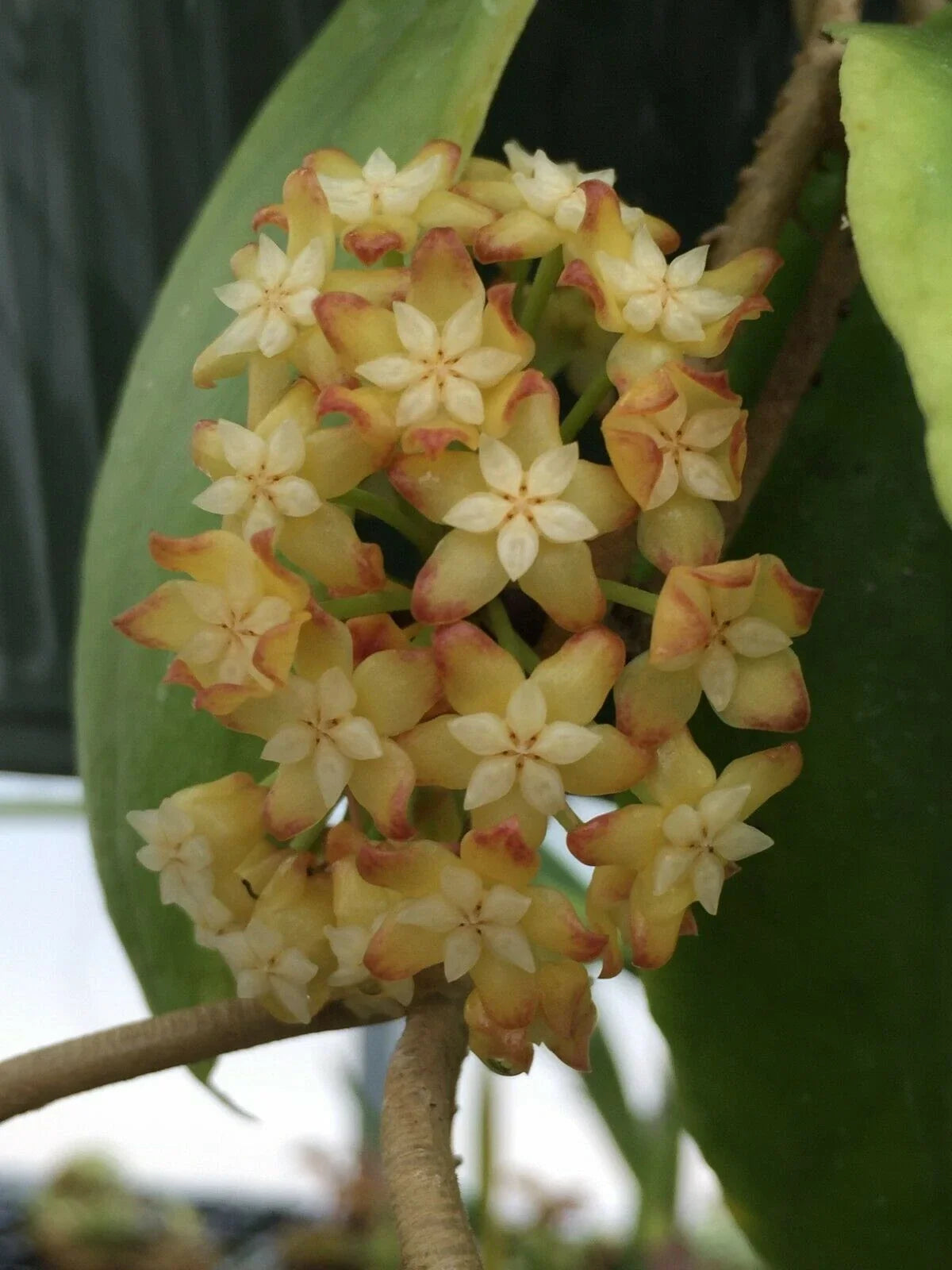 Hoya Crassicaulis Plant in 3" Pot | Rare Indoor Houseplant | Waxy Leaves | Trailing Growth | Hoya crassicaulis