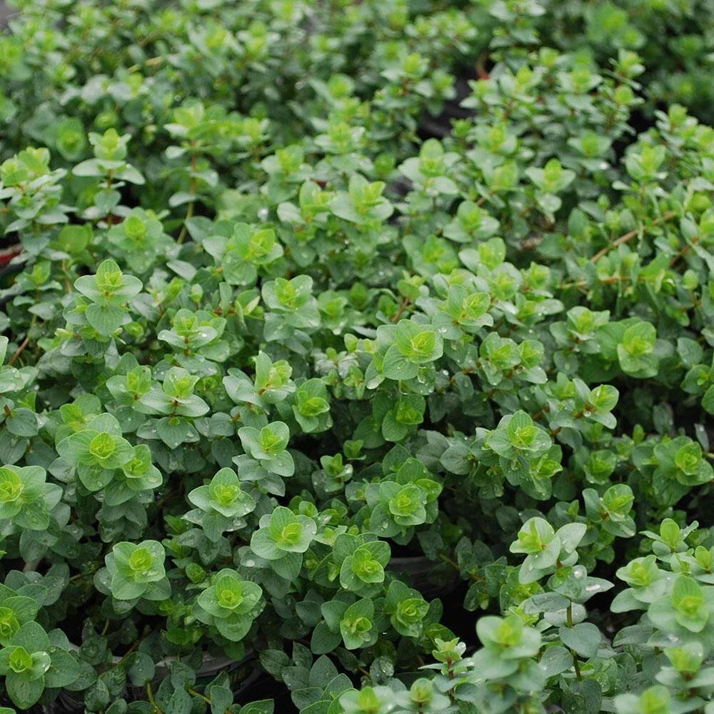 Italian Oregano Seeds Bulk - Origanum Vulgare Herb Seeds for Cooking & Gardening - 256,000 Count