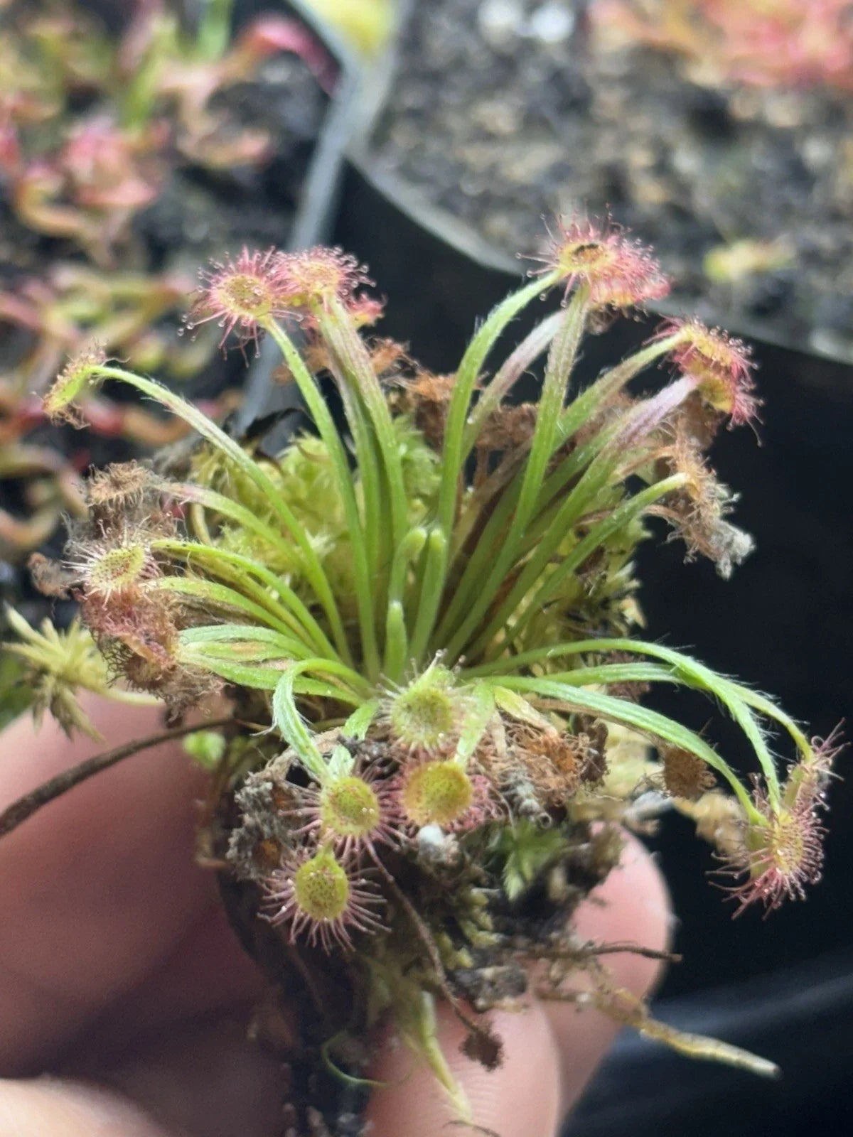 Woolly Sundew Plant - Drosera Petiolaris - Carnivorous Plant for Terrariums - Uncommon Indoor Plant