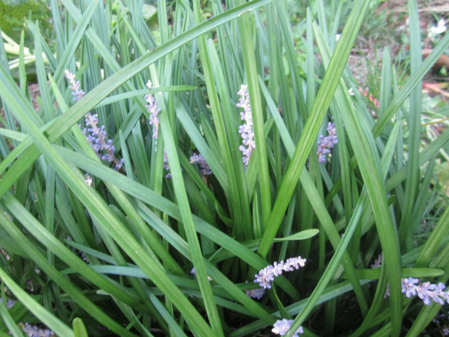 Liriope muscari Plants - 100 Perennial Border Grass - Low Maintenance Ground Cover - Purple Flower Spikes