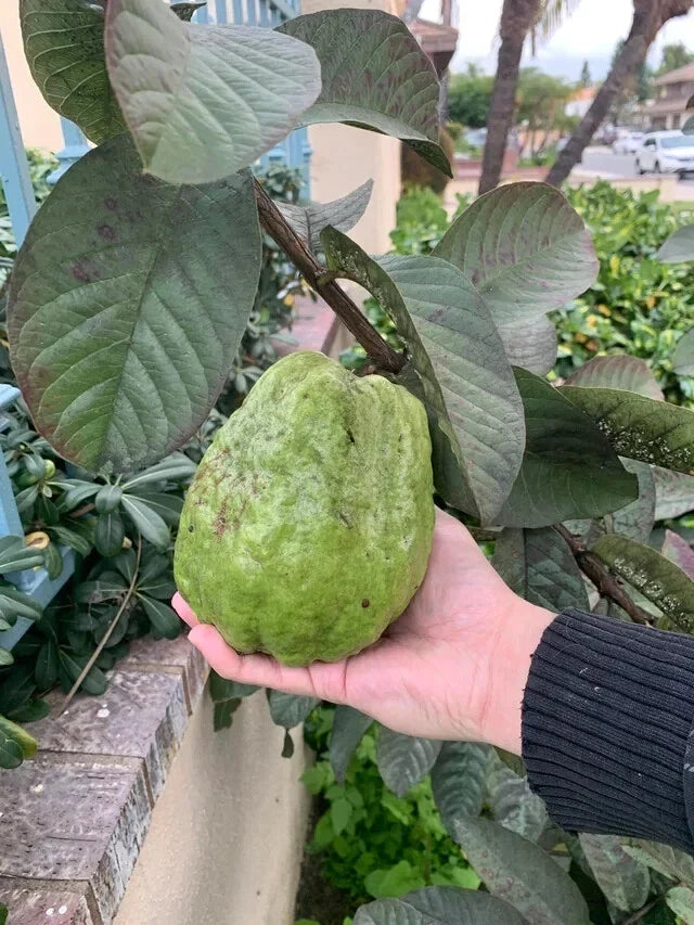Giant Vietnamese Guava Seeds - 50+ Pack for Planting, Psidium guajava, Tropical Fruit Tree, Bangkok Variety, Non-GMO, Home Garden