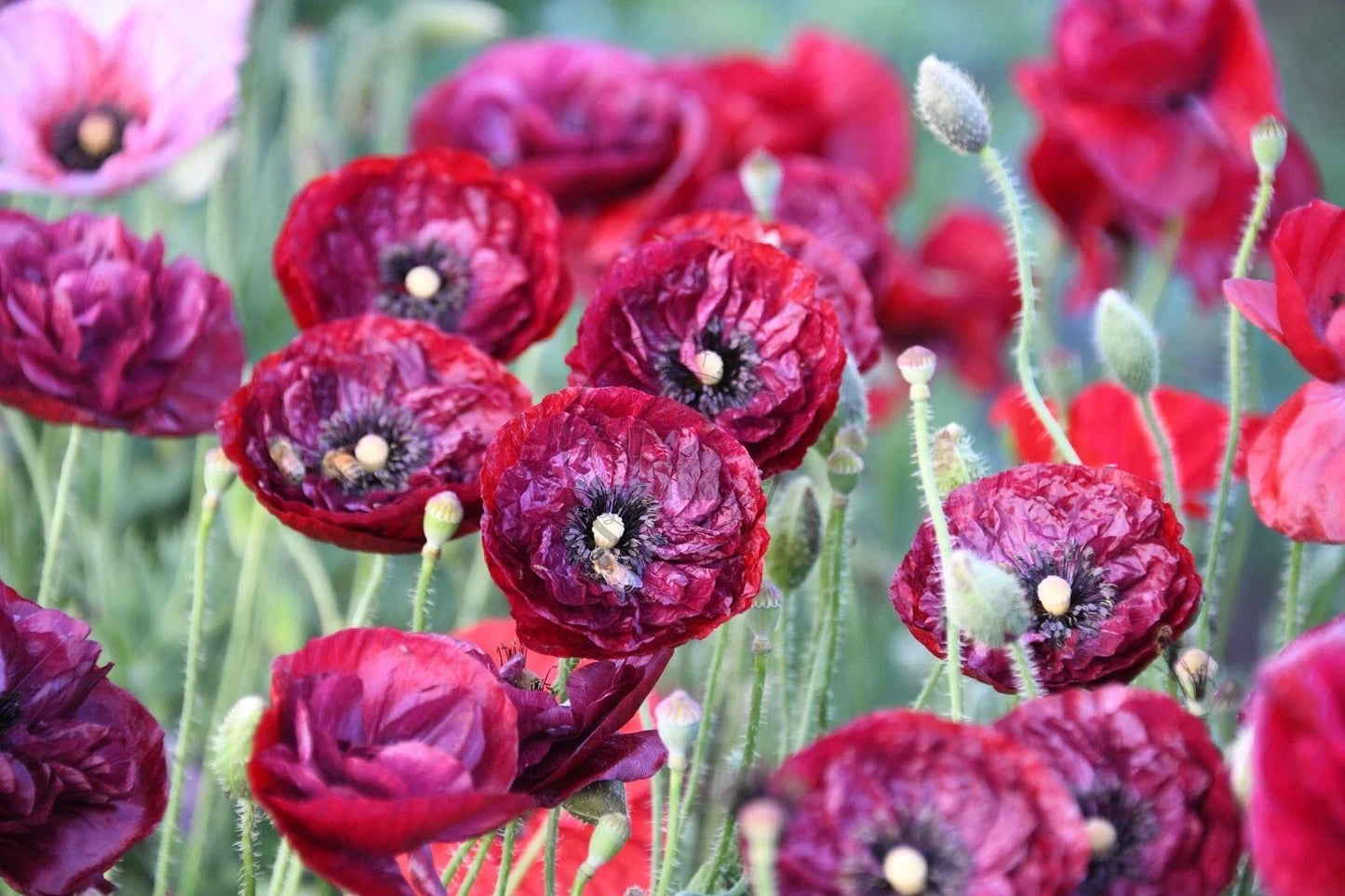 Shirley Poppy Seeds - 200+ Pack for Garden Planting - Papaver rhoeas - Vibrant Red, Pink & White Flowers