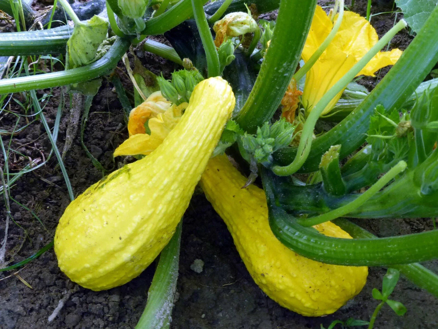 Yellow Crookneck Squash Seeds 1/4 LB Heirloom NON-GMO Cucurbita pepo