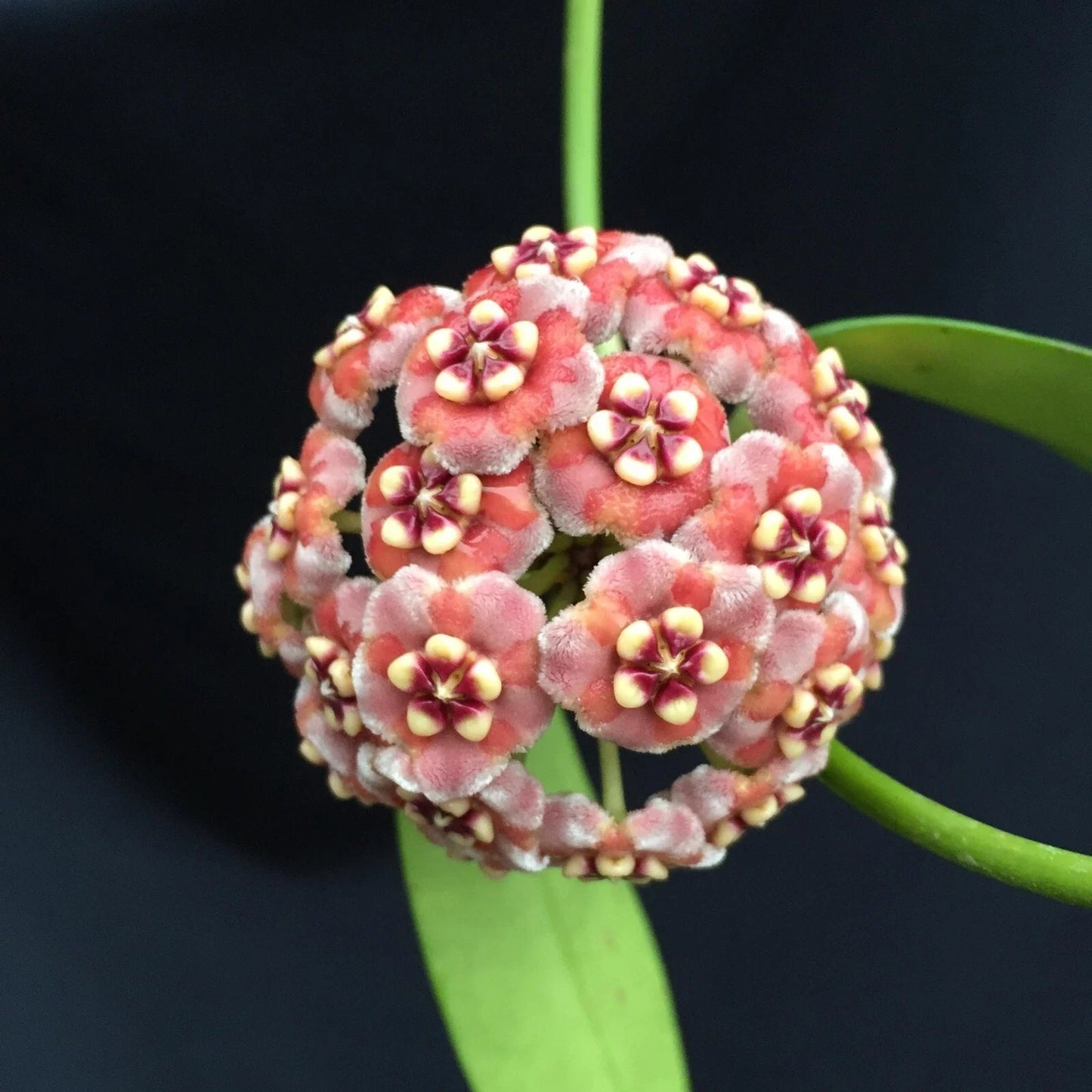 Rare Hoya meliflua Rooted Plant in 2.5" Pot, Indoor Climbing & Trailing Houseplant, Fragrant Star-Shaped Flowers