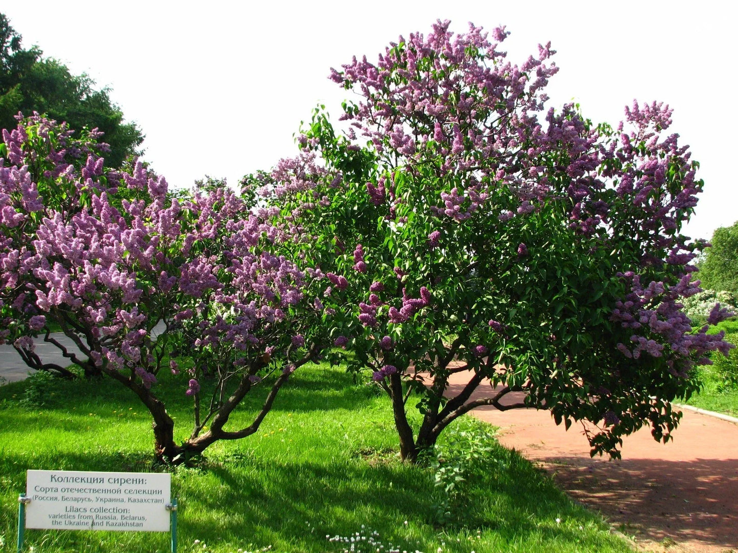 Lilac Tree Seeds - 150 Count - Common Purple Syringa vulgaris - Fragrant Blooming Shrubs for Garden