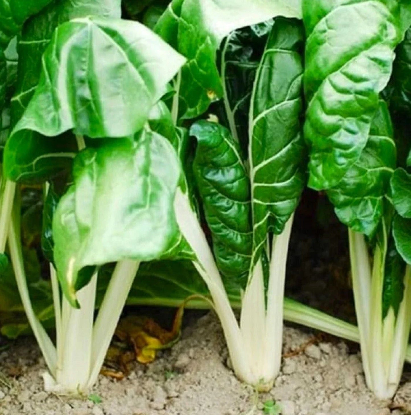 Fordhook Giant Swiss Chard Seeds - 100+ Non-GMO Beta vulgaris var. cicla Seeds