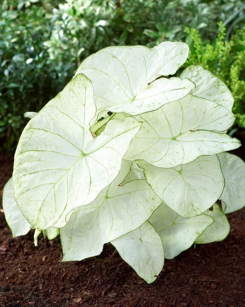 Caladium Bulbs Florida Moonlight – Caladium bicolor – White and Green Variegation – Shade-Loving Tropical Foliage Bulbs