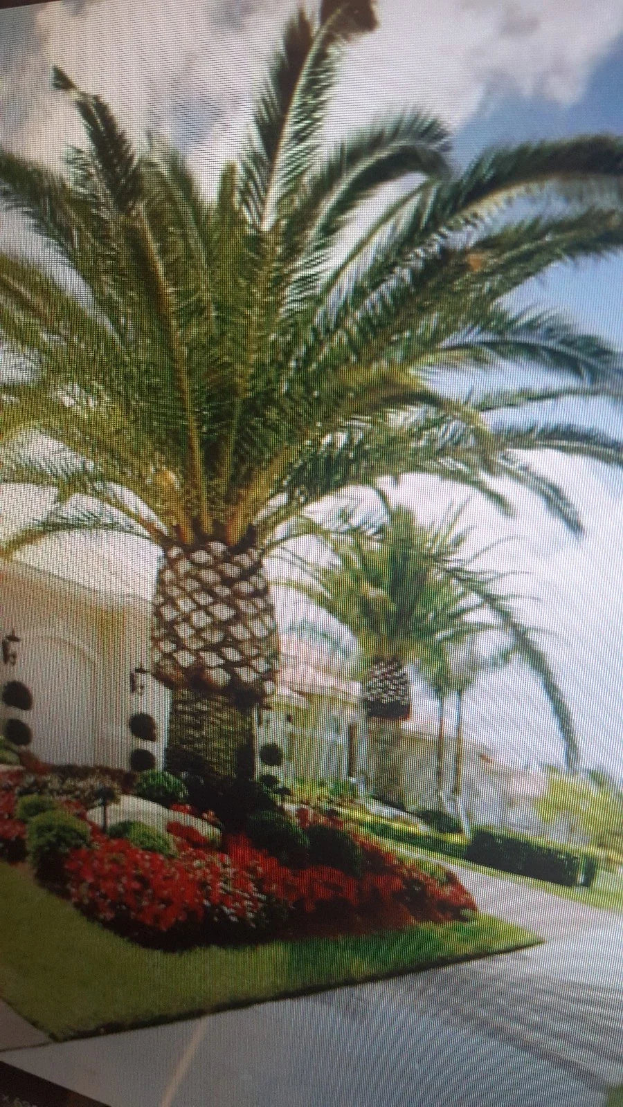 Jerusalem Palm Tree Seeds, Date Palm, Washingtonia filifera, Tropical Garden, 10 Seeds