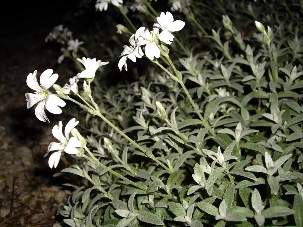 Snow in Summer Seeds - 100 Count - Cerastium tomentosum - Silver Carpet White