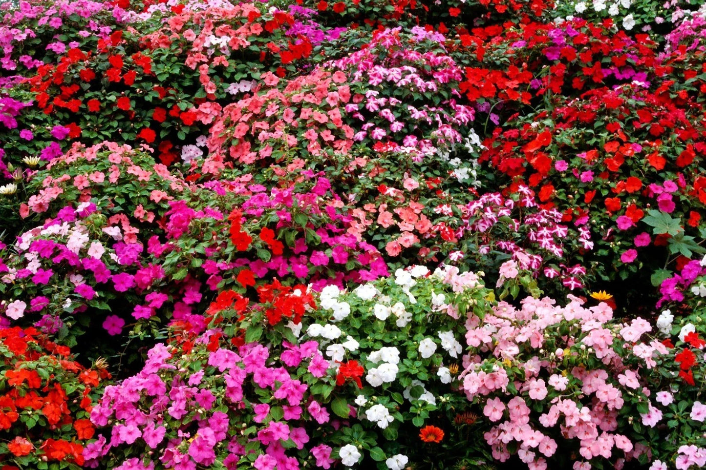 Impatiens Bush Flower Seeds – 25 Pack, Colorful Impatiens Walleriana for Shade Gardens, Containers & Borders
