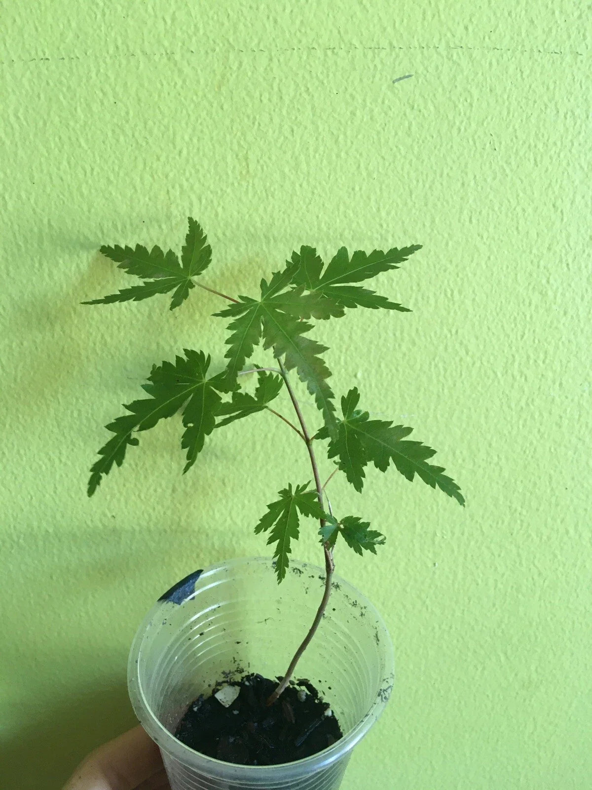 Japanese Maple Live Tree Starter 4+ Inch Acer palmatum Ornamental Foliage Garden Plant