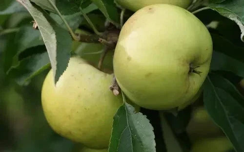 Freyberg Apple Seeds - 25+ Pack for Garden Planting - Malus domestica - USA Grown, Non-GMO, Fruit Tree Seeds