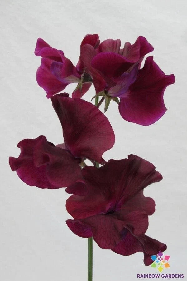 Maroon Sweet Pea Seeds - 50+ Lathyrus odoratus Climbing Vines for Garden, Fences & Borders
