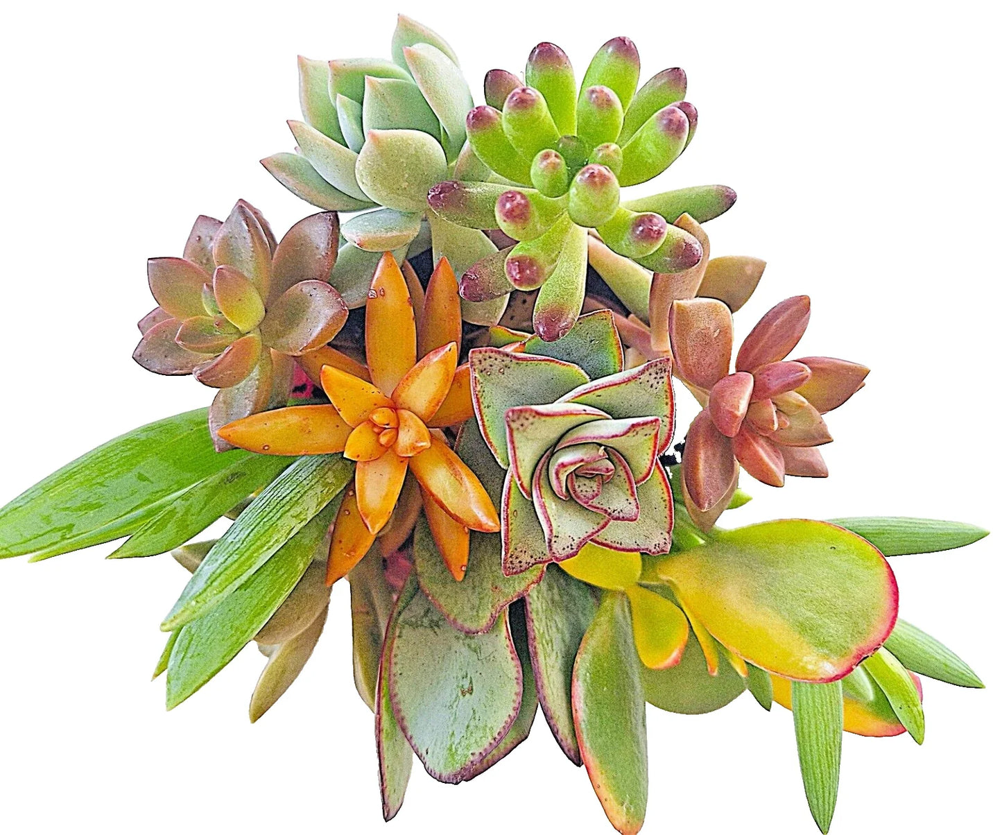 Large 4-6" Succulent Cuttings Set | 10 Easy Root Varieties for Indoor & Outdoor Gardening
