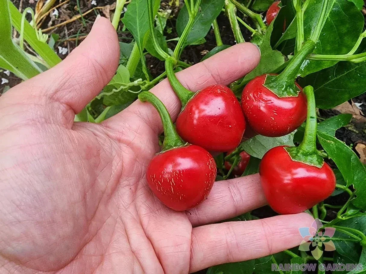 Red Cherry Sweet Pepper Seeds - 25+ Pack, Capsicum annuum, Juicy, Sweet Peppers for Garden & Container Planting