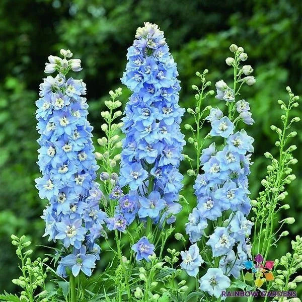 Delphinium Seeds - 200+ Light Blue White Variety - Delphinium elatum - Eco-Friendly Garden Seeds, Pollinator Attracting, USA