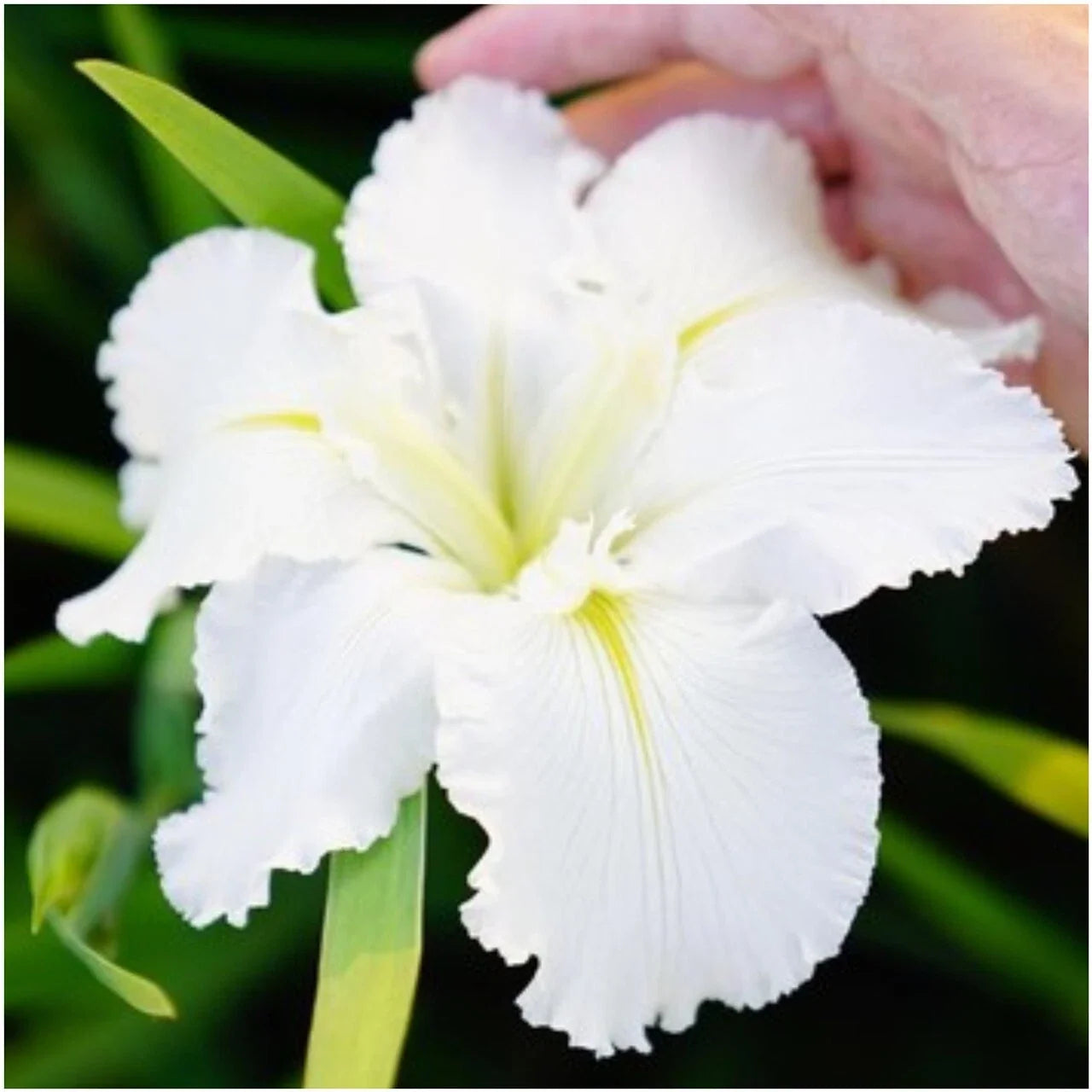 Iris Waihi Wedding Plants - 3 Fans, True White with Green Veining, Iris germanica, Perennial Garden Flower
