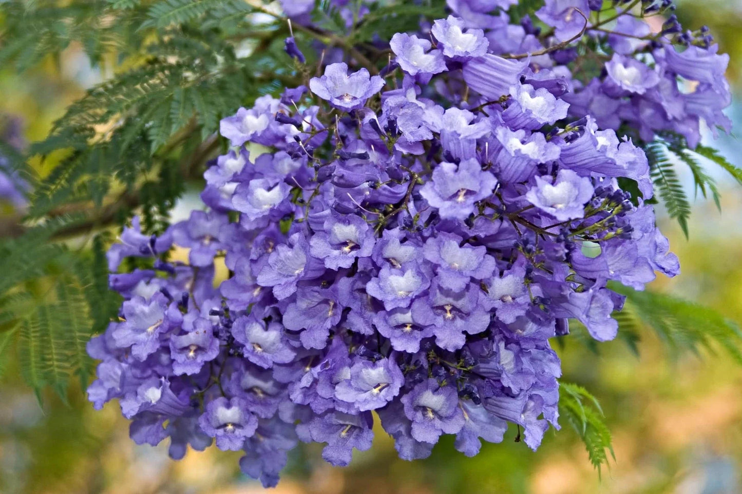 Blue Jacaranda Tree Seeds - 50 Count Jacaranda mimosifolia Flowering Tree for Garden & Landscape