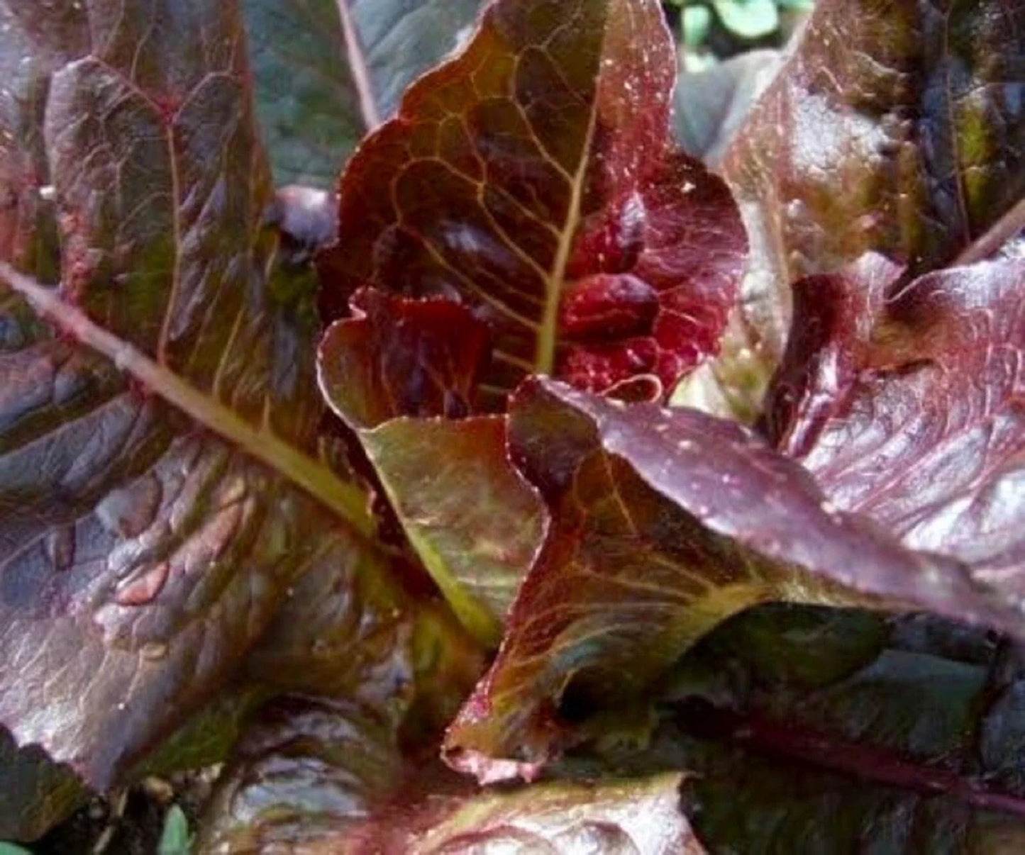 Red Romaine Lettuce Seeds – Non-GMO, Organic, Heirloom Variety, Lactuca sativa, 500+ Seeds for Home Gardening