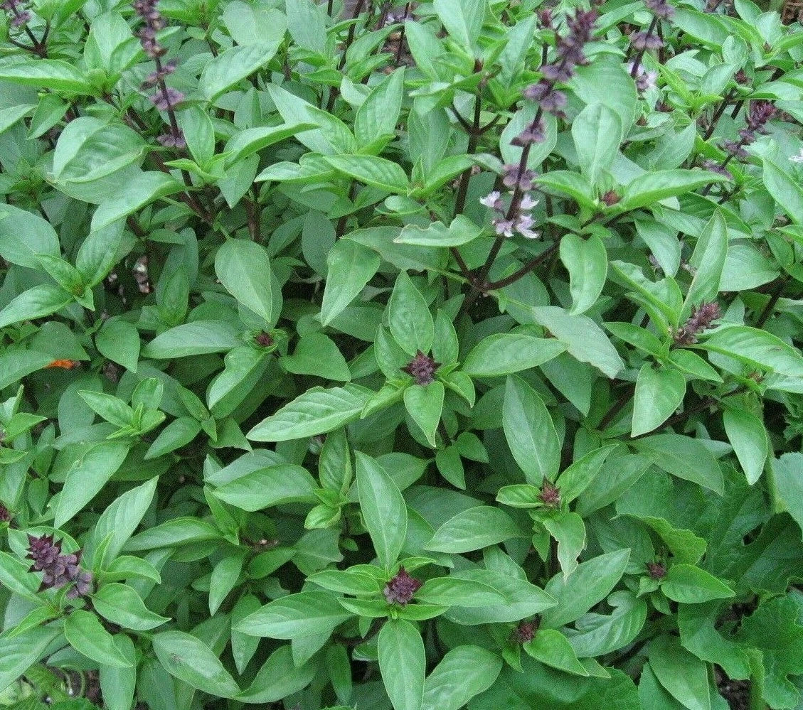 Thai Basil Seeds 300+ Pack | Non-GMO Culinary Herb Ocimum basilicum var. thyrsiflora