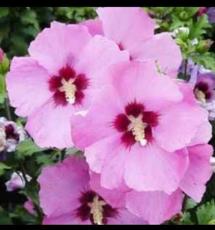 Rose of Sharon Seeds - Perennial Hibiscus Syriacus Flowering Shrubs for Garden - 30+ Seeds