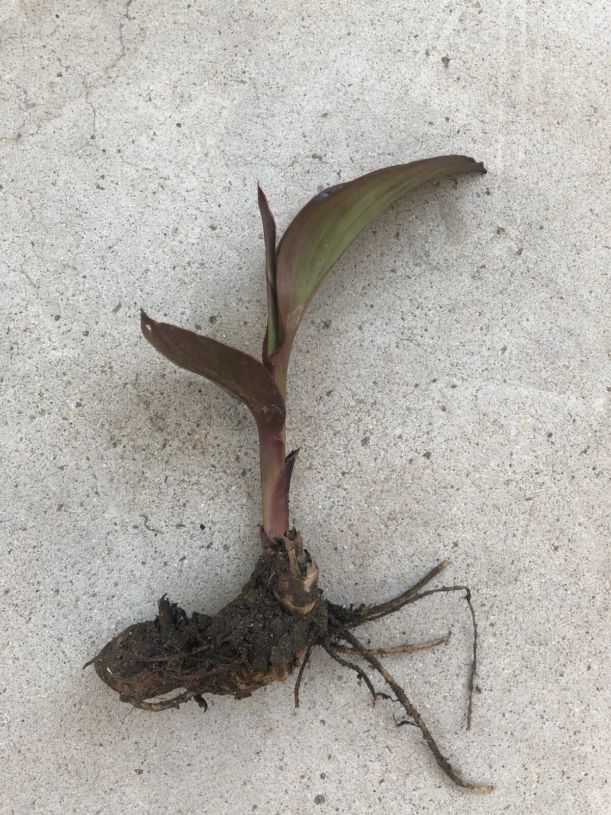 Canna Bulbs Edulis Ker Gawl Bare Root Plant for Garden, Tropical Perennial, Colorful Foliage, Canna indica