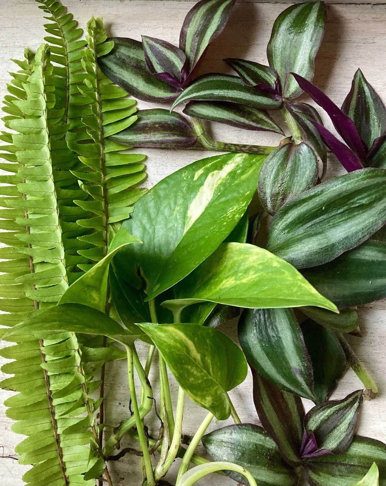 Rooted Plant Cuttings - 15 Assorted Varieties for Propagation, Indoor & Outdoor Gardening, Easy to Grow, Live Plants