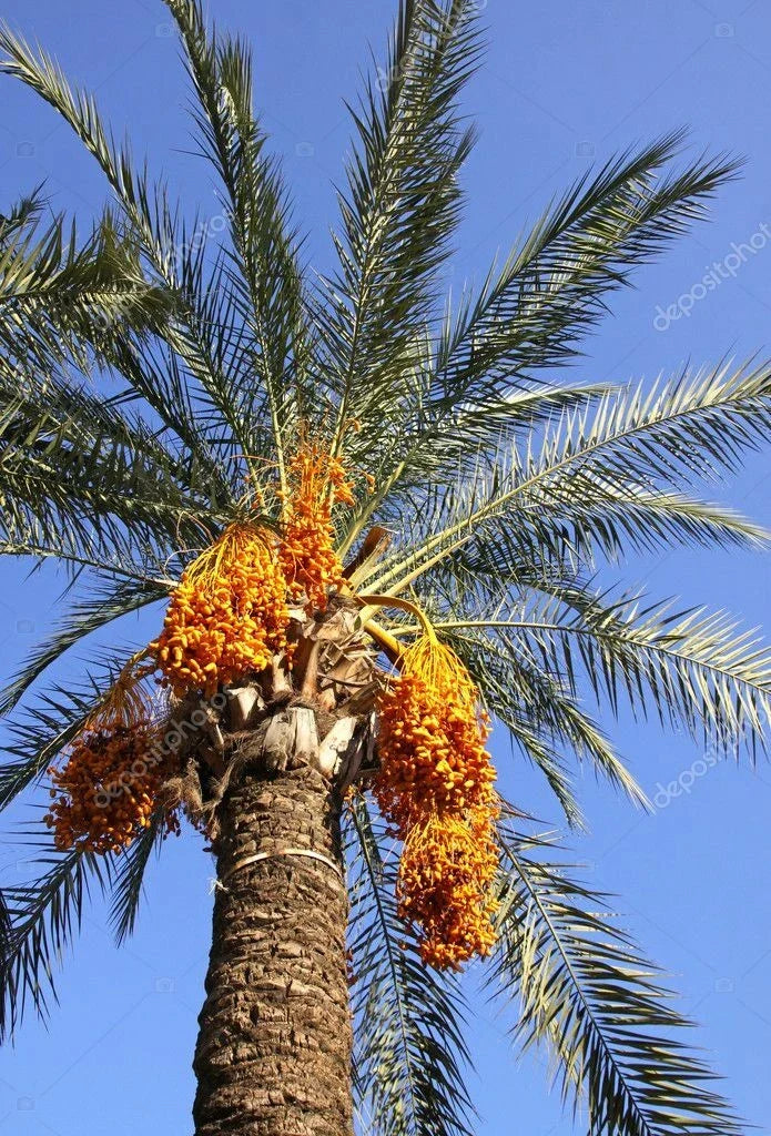 Medjool Date Palm Seedling 2+ Years Old Phoenix Dactylifera Indoor Plant Sapling in 1-Gallon Pot