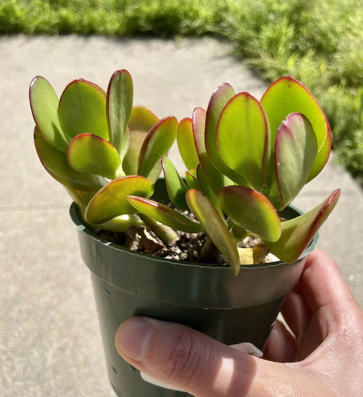 Live Succulent Plant in 3.5" Pot – Jade Crosby Crassula Ovata Indoor Houseplant