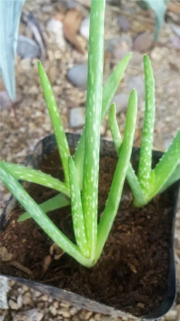 Lot of 12 Rooted Aloe Vera Plants | Medicinal Aloe barbadensis Miller | Indoor & Outdoor Succulents