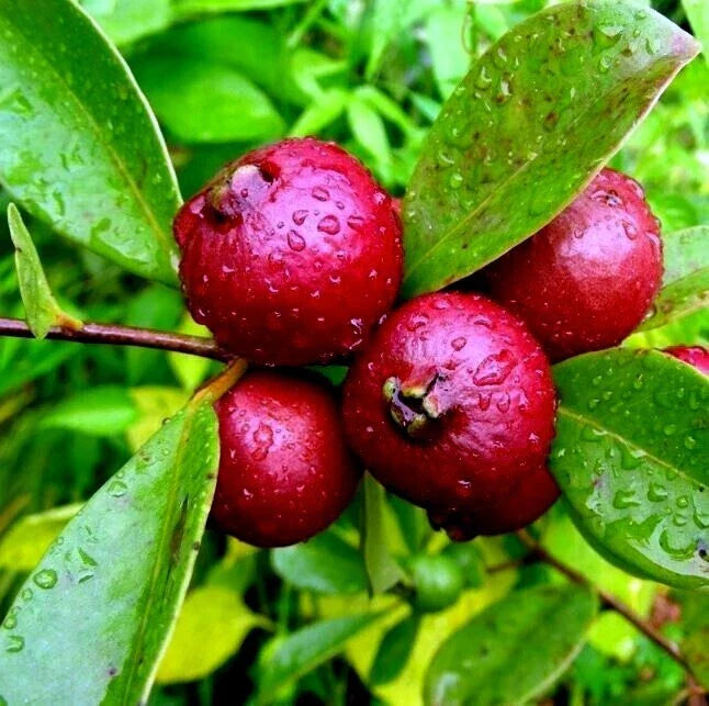 20 Strawberry Guava Tree Seeds - Psidium cattleianum Edible Fruit Plant for Tropical Gardening