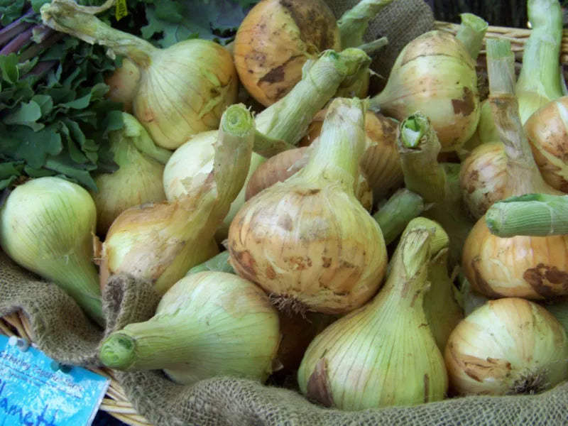 240 Seeds Sweet Spanish Yellow Onion - Allium cepa - Non-GMO Heirloom Seeds USA GroCo