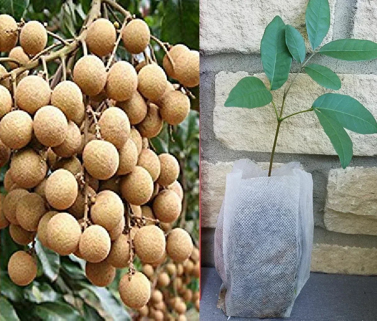 Longan Seedling Plant - Dimocarpus Tropical Fruit Tree - Evergreen, 20-35 ft, USDA Zones 10-11