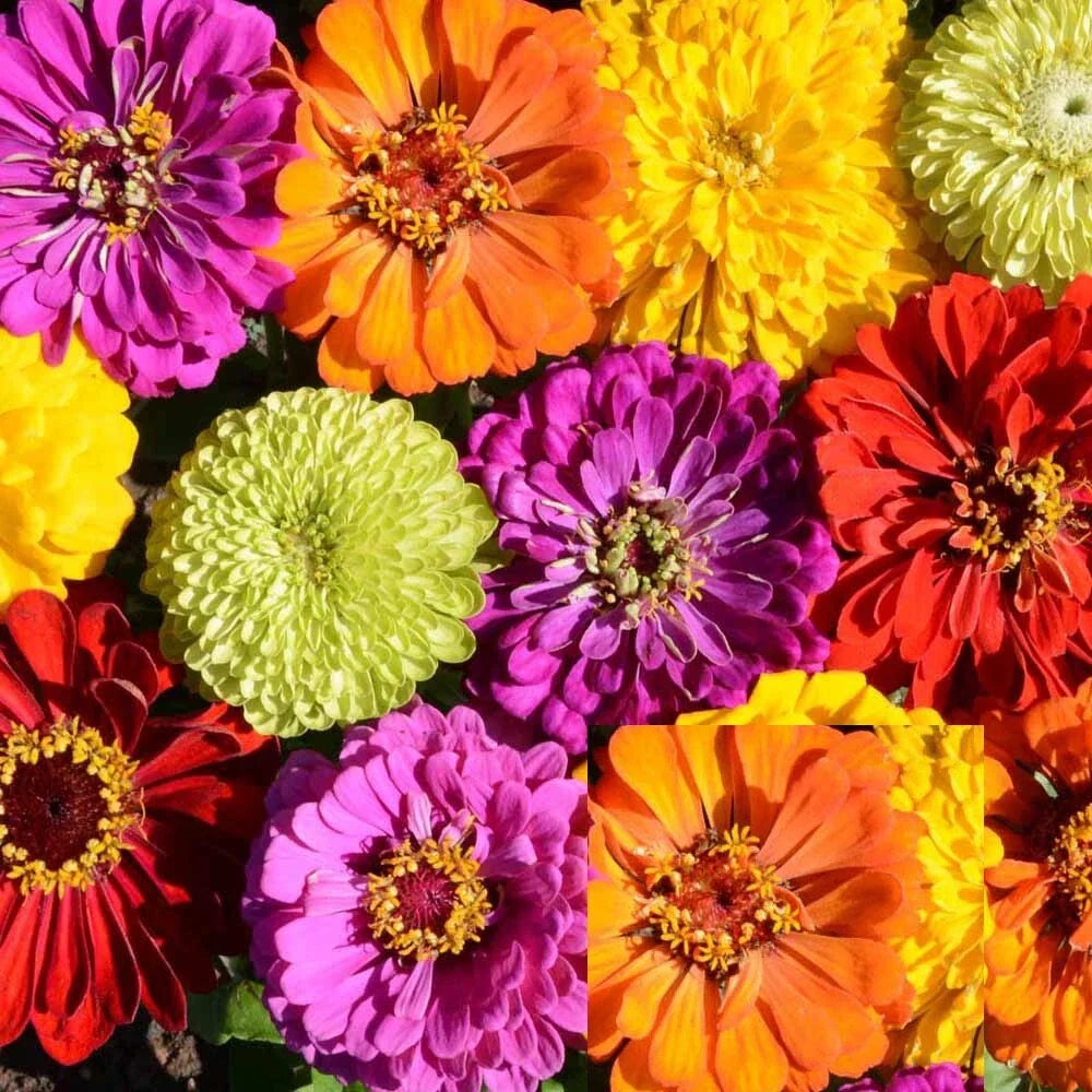 Zinnia Seeds Bulk Pack - Tall Mix, Non-GMO, Heirloom, Zinnia elegans, Flower Seeds for Garden Beds & Cut Flowers