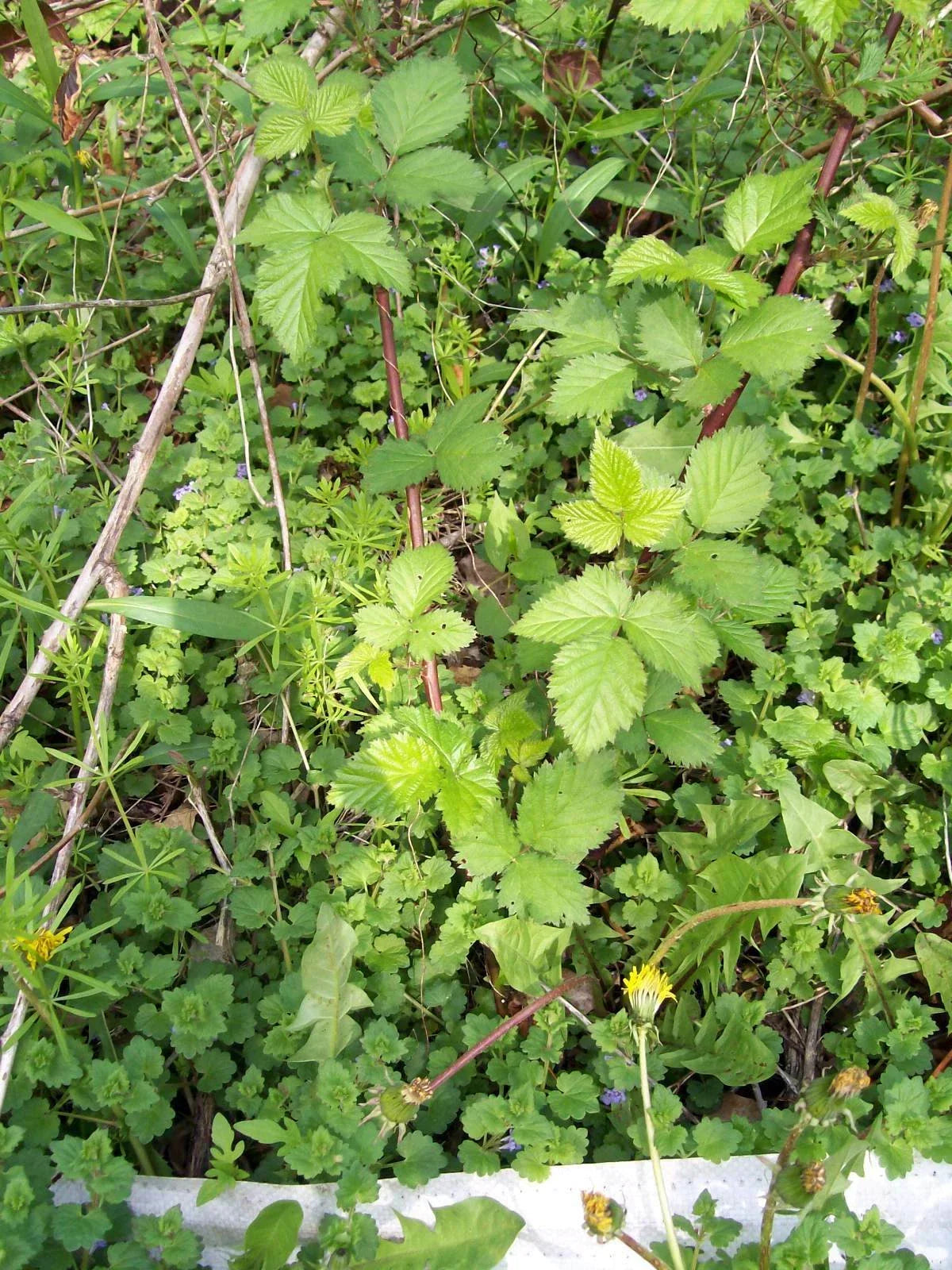 Thornless Blackberry Bush Rooted Cutting Set of 2 - Rubus fruticosus, 4 Inch Cuttings