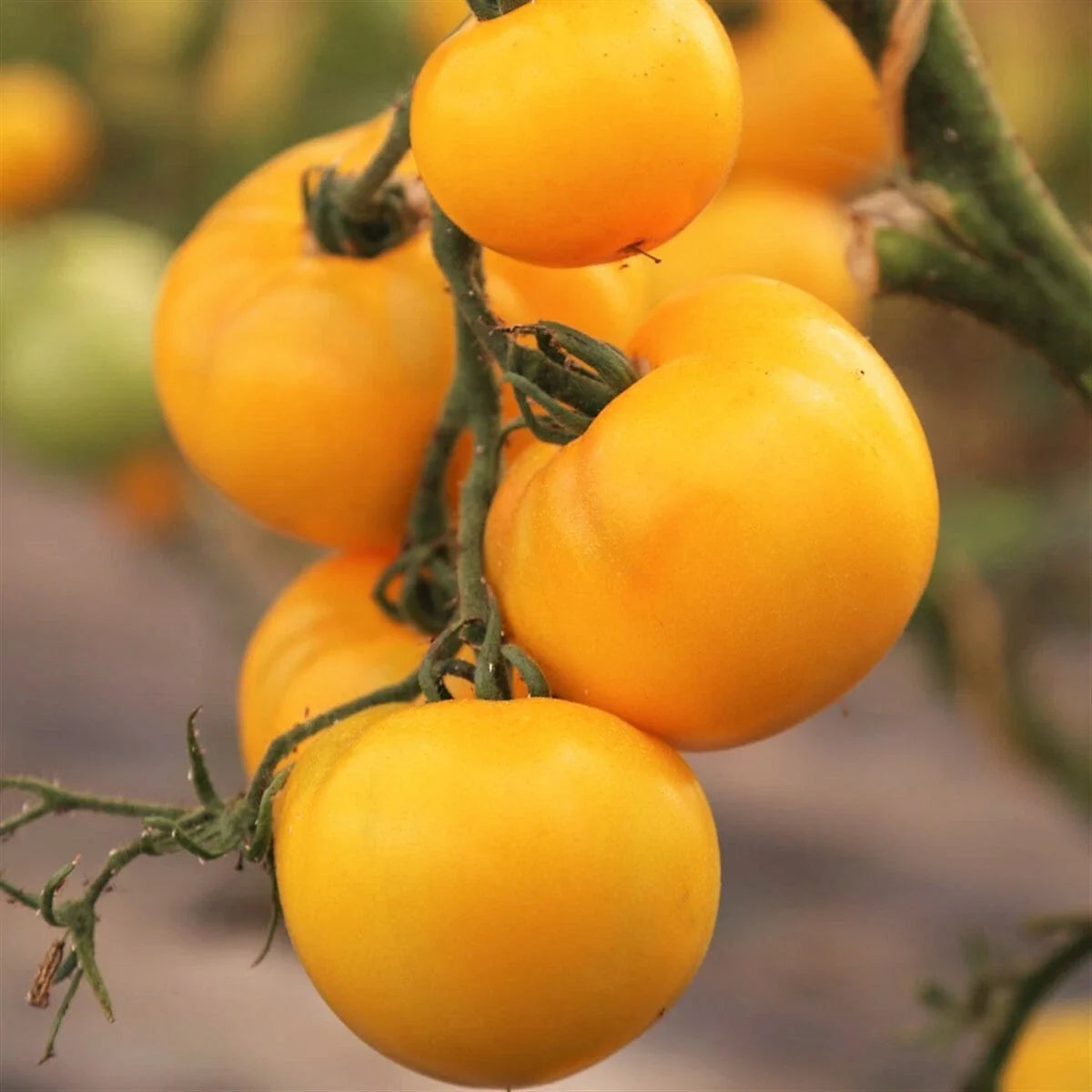 Golden Jubilee Tomato Seeds – Heirloom Medium Yellow-Orange Beefsteak Vegetable Seed, Solanum lycopersicum