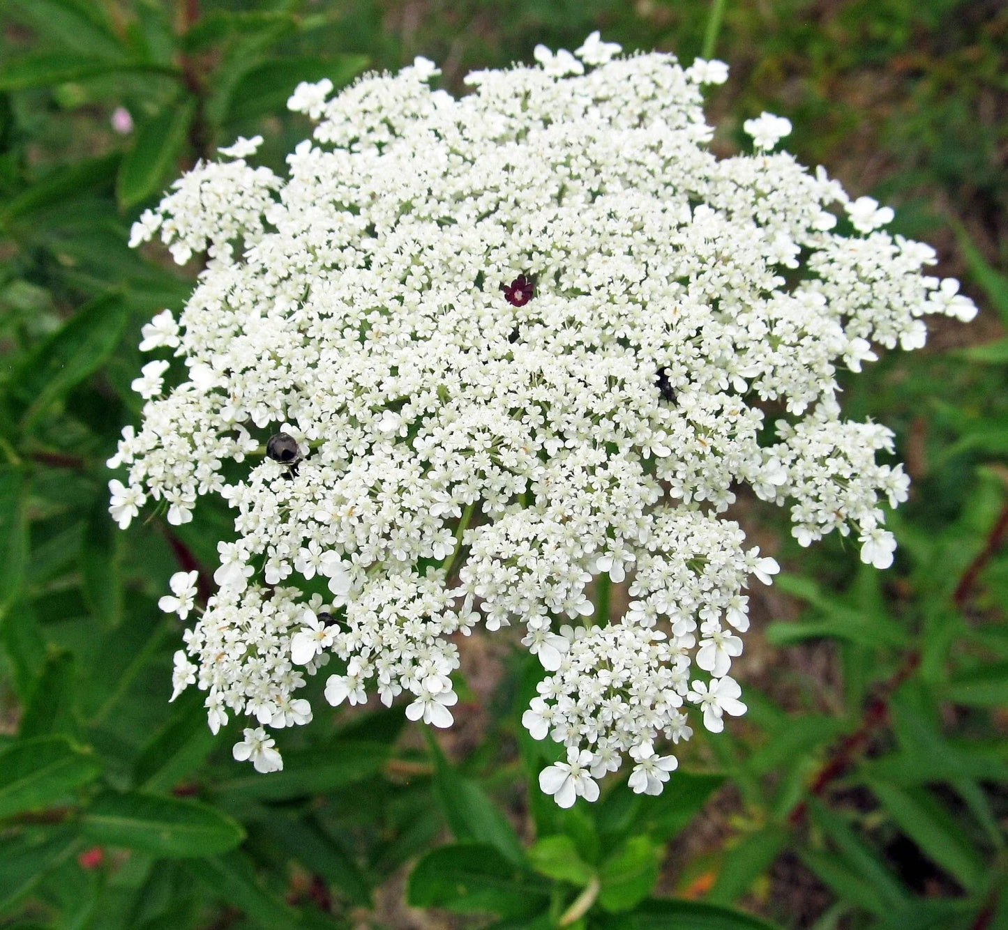 Bishops Flower Seeds | 500+ Non-GMO False Queen Anne's Lace Seeds | White Delicate Flowers | Ammi majus