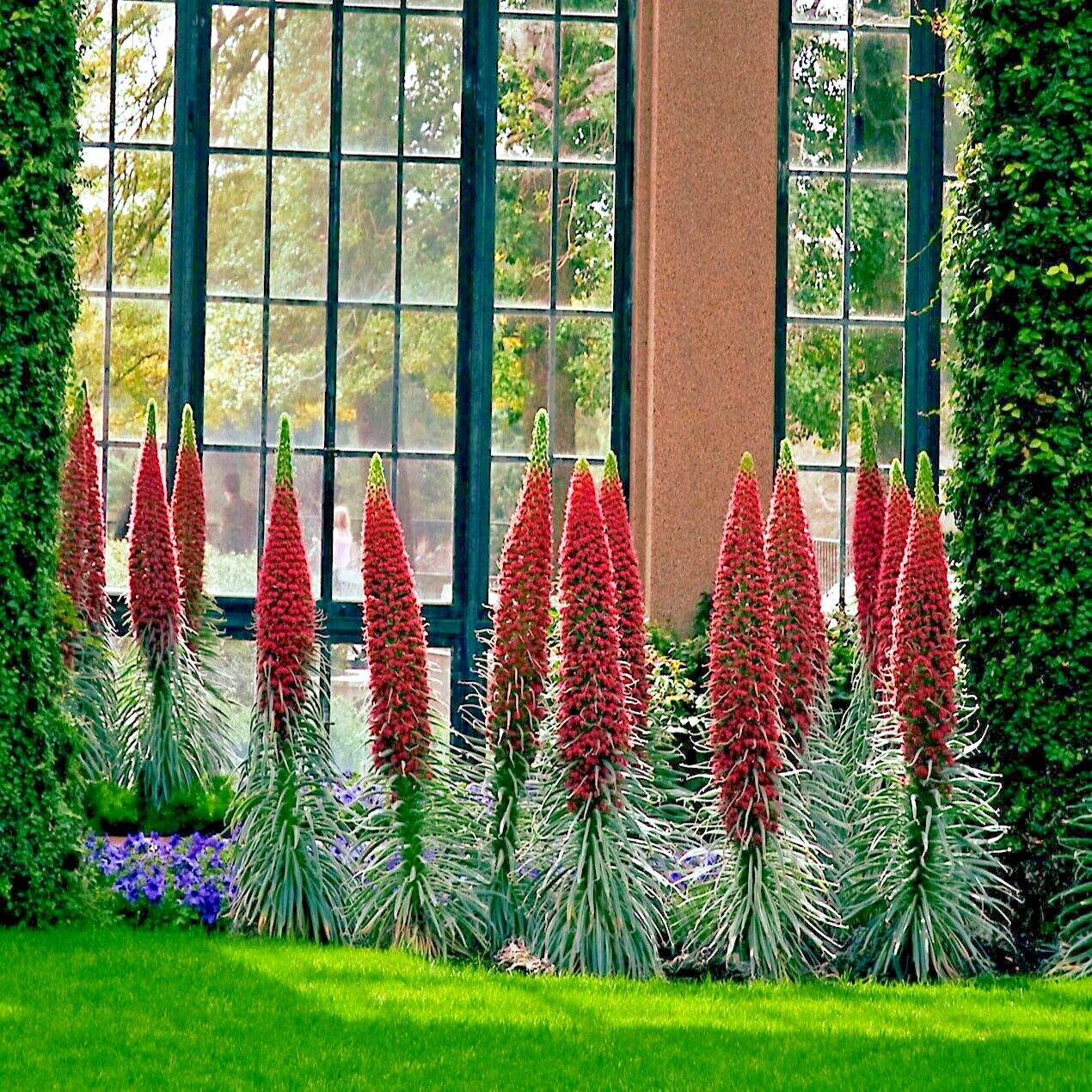 Tower of Jewels Seeds - 20 Pack - Echium Wildpretii Hummingbird Garden Flower