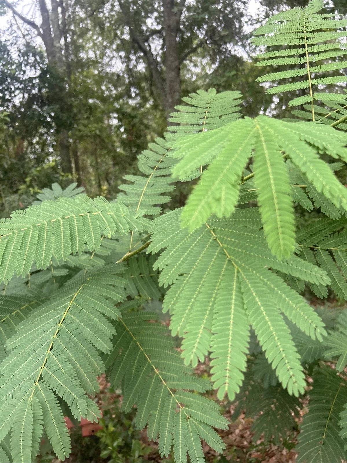 Silk Mimosa Tree Seedlings – 4 Fragrant Pink Flower Plants – Albizia julibrissin – Live Deciduous Tree in Biodegradable Pots