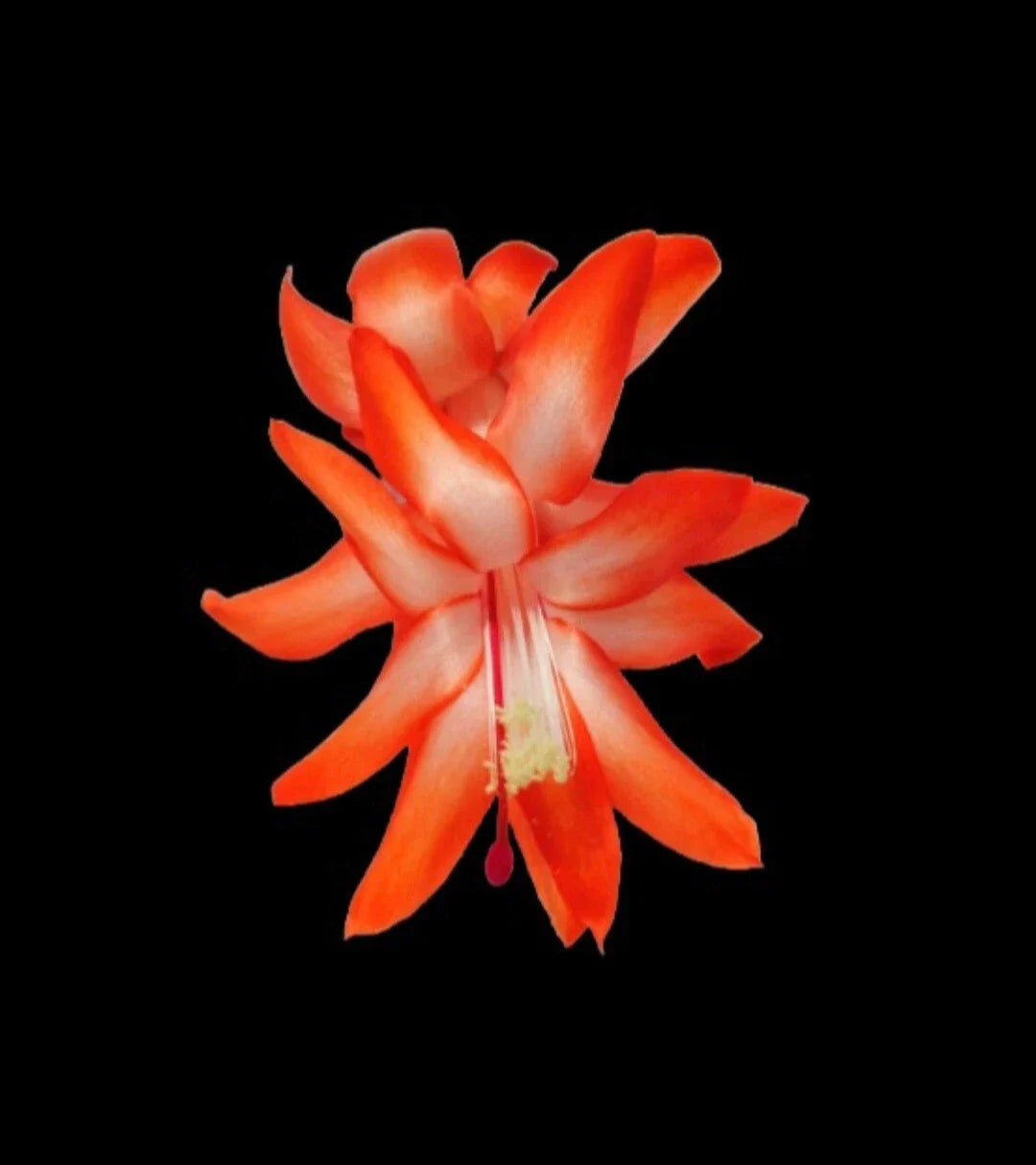 Thanksgiving Cactus Cuttings - Desert Sun Variety, Unrooted Schlumbergera truncata, Indoor Propagation, Vibrant Blooms